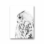 1-paintings-of-owls-owls-prints-white-owls